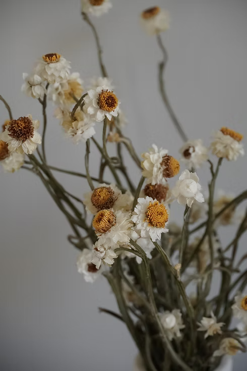 Dried Ammobium Bunch