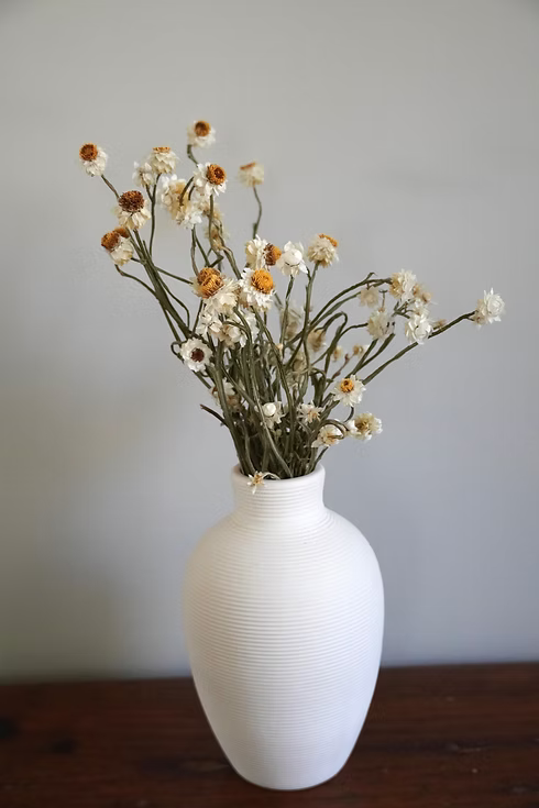 Dried Ammobium Bunch