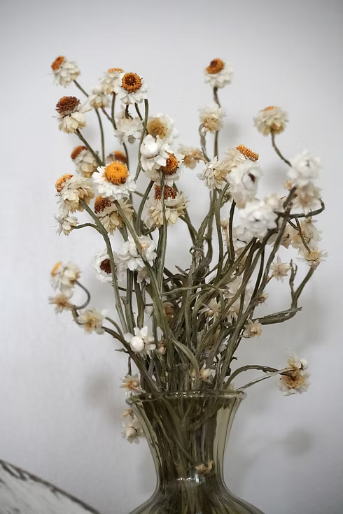 Dried Ammobium Bunch