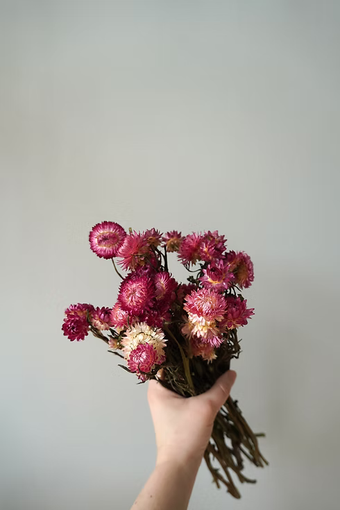 Pink and Blush Dried Strawflowers