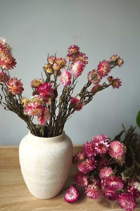 Pink and Blush Dried Strawflowers