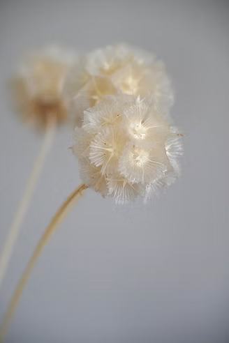 Preserved Scabiosa Bunch